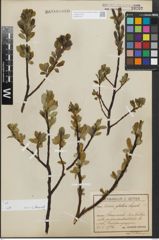 Foto von Salix glabra Scop.